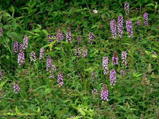 {Platanthera psycodes}